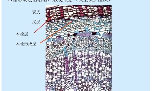 麦芽的药用功效与主治是什么专区_麦芽的药用功效与主治是什么专区_麦芽的药用网